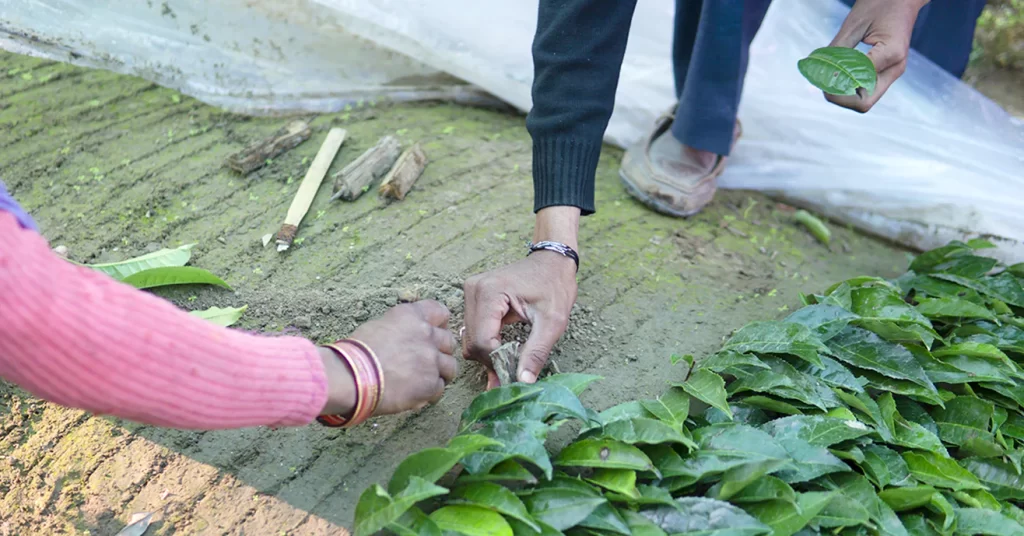 Women Rooting Beds Kumaon India