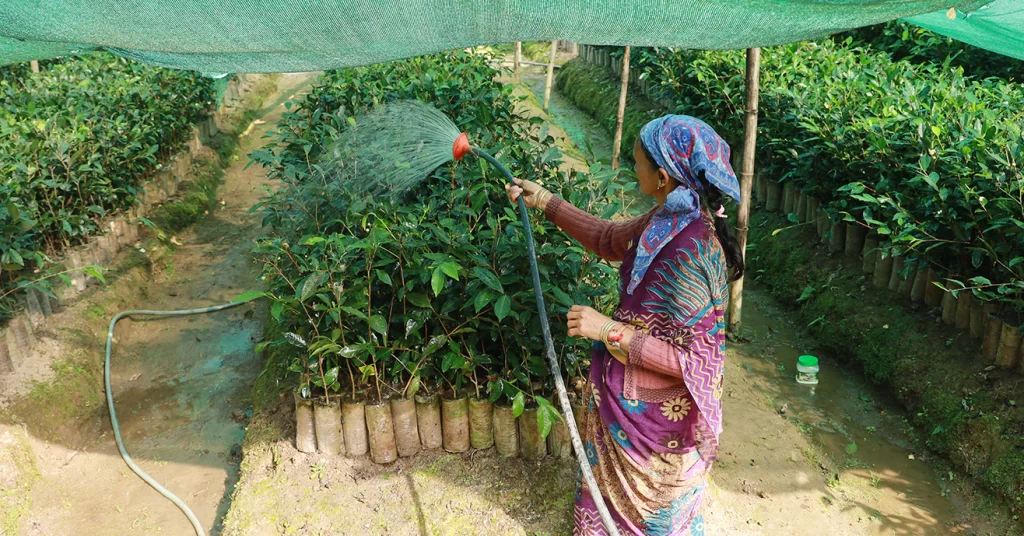 Woman Watering Tea Nursery in Kumaon India