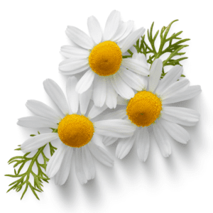 Chamomile