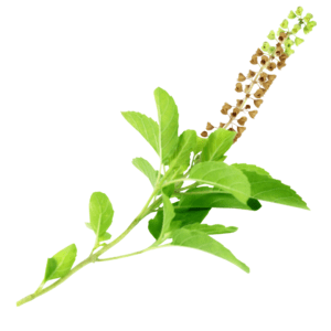 Adaptogen - Holy Basil AKA Tulsi