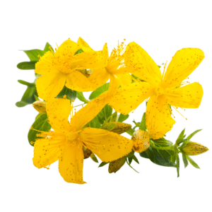 St Johns Wort