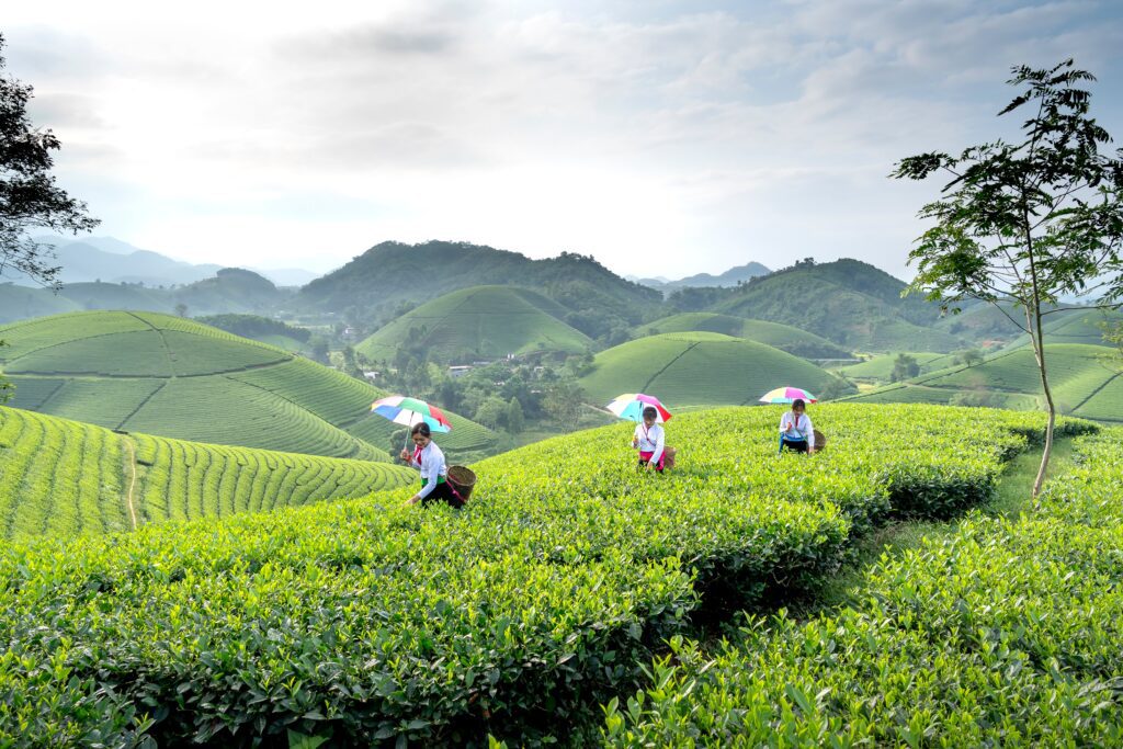 Women Plucking Tea in Vietnam