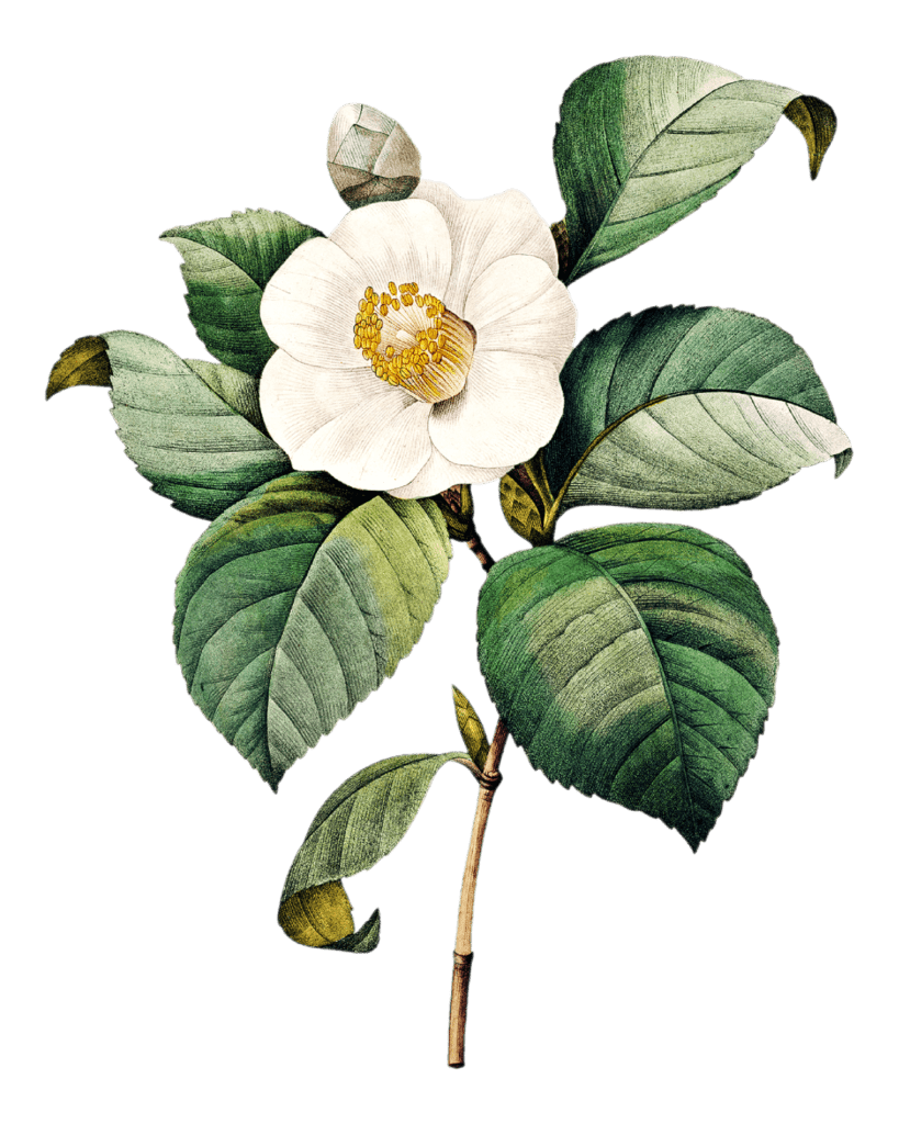 Endangered Species: Camellia amplexicaulis