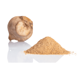 A whole maca root, beige-ish yellow in color, next to a pile of maca powder.