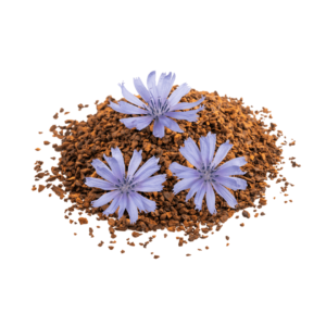 A pile of roasted chicory root pieces, with three periwinkle chicory flowers on top.